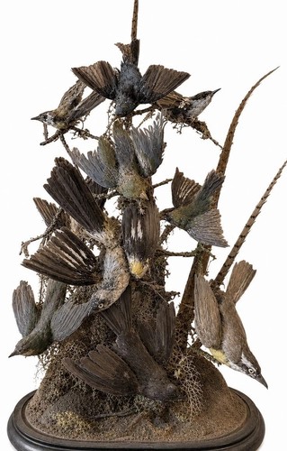 Bird display - ,