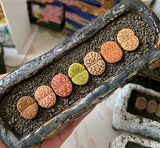 Mixed Lithops Bromfieldii