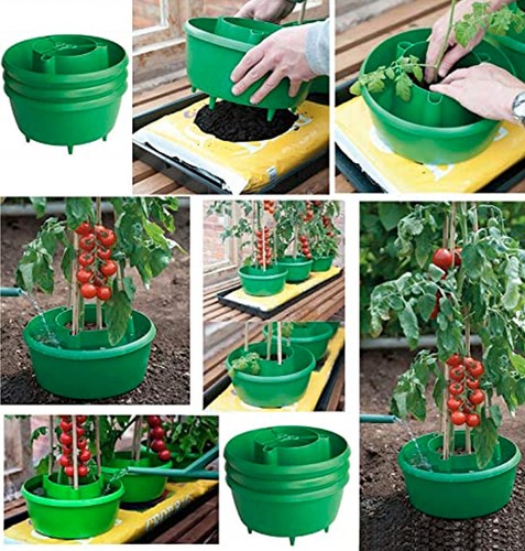 Tomato plant halos pot grow