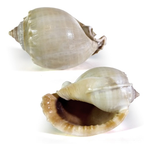 Grey bonnet seashell phalium - bonnet,