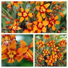 Crocosmia / Montbretia Emily