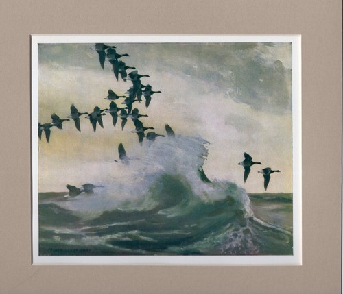 Peter scott brent - ~, geese