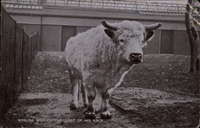 English wild cattle last of