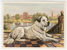 Pyrenean mountain dog 1952 art - pyrenean,