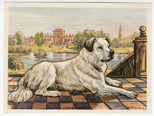 Pyrenean mountain dog 1952 art - mountain,
