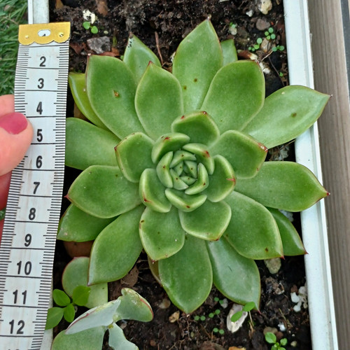Green echeveria succulent - echeveria,