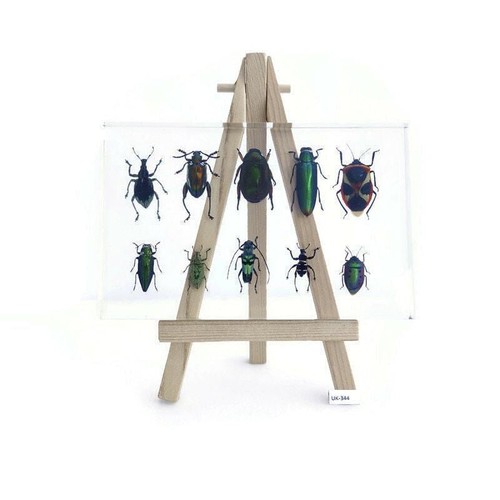 Mixed beetle collection - , in