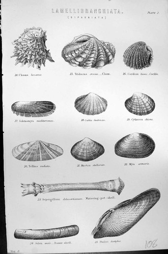 Old lamellibranchiata clam - lamellibranchiata,