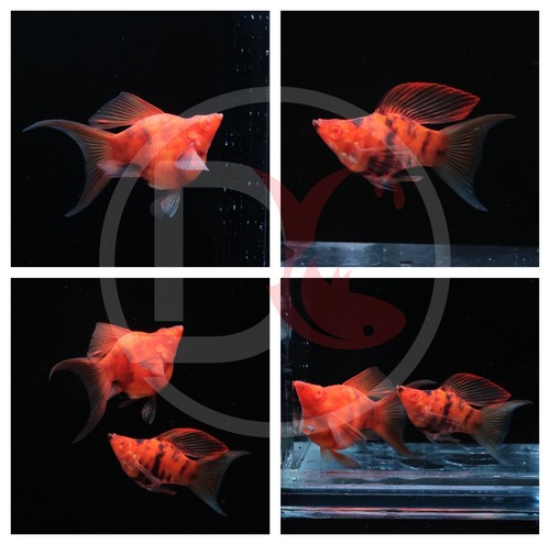 2pair molly albino chocolate - -,