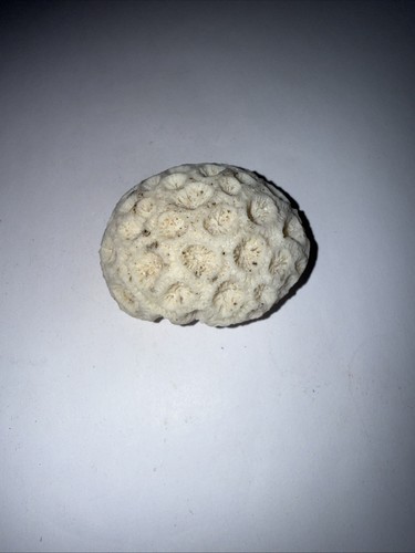 White brain coral 5cm - coral,
