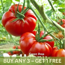 VEGETABLE TOMATO SEEDS -