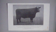Lincs Red Shorthorn Herd