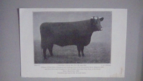 Lincs red shorthorn herd - lincs,