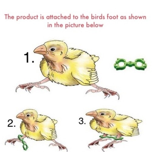 Canary splayed legs treament - splayed,