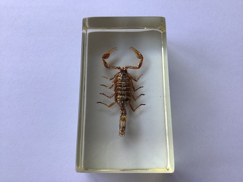 Scorpion bug insect - scorpion, preserved
