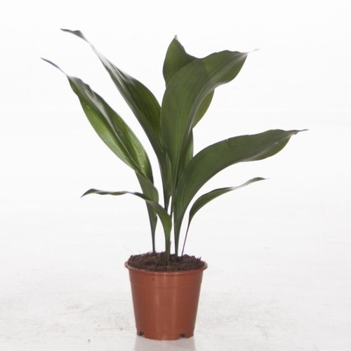 Aspidistra elatior resilient - elatior,