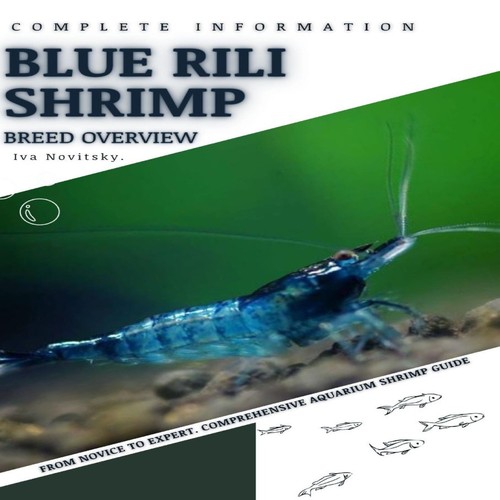 Blue rili shrimp from - blue,