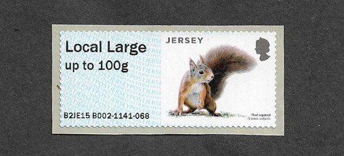 Red squirrel mammals - red,