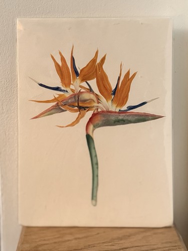 Franz bauer art print - franz,