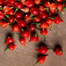 3x Red Biquinho Chilli Plug