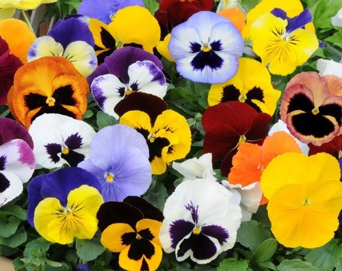 Winter pansy matrix mixed - pansy,