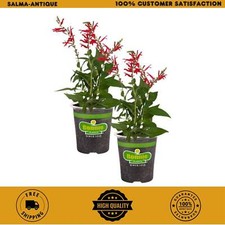 2-Pack 19 Oz. Pineapple Sage
