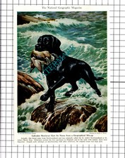 Chesapeake Bay Retriever Labrador Retriever Dog Walter A Weber - 1947 Clipping