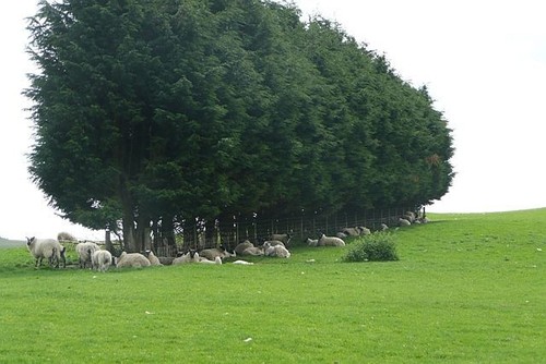 Photo 6x4 sheep shelter - photo,