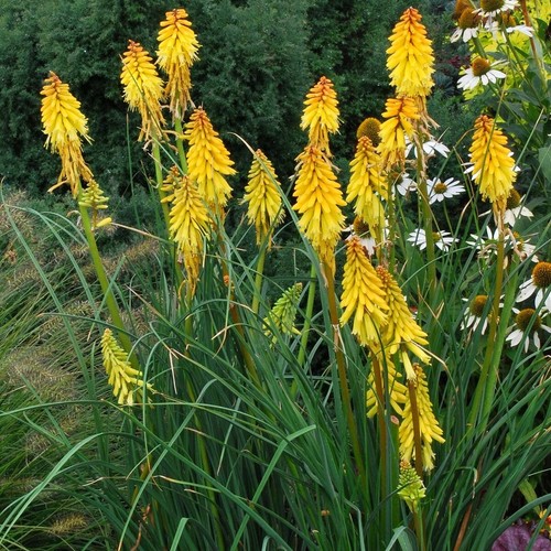 Kniphofia banana popsicle - popsicle',