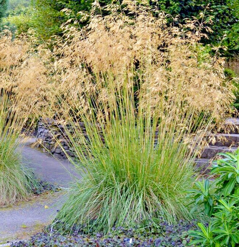 Stipa gigantea giant golden - gigantea,
