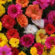 Portulaca mini plug plants