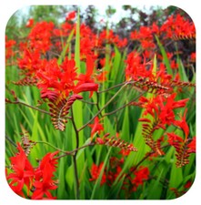 Crocosmia 'Lucifer' montbretia