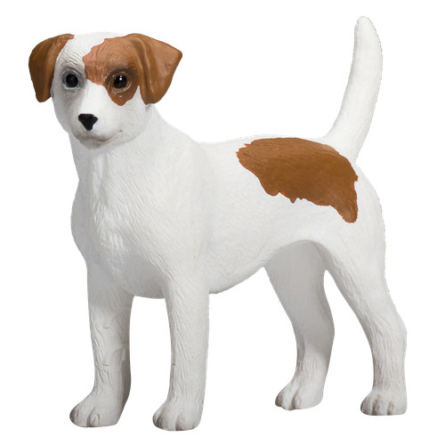 Mojo jack russell - terrier, dog