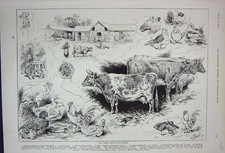 Original Old Antique Print 1891 Dairy Show Islington Cows Pigeon Bords Farming