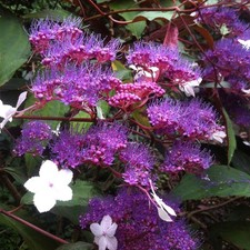 Hydrangea Rosemary Foster, Compact Bushy Shrub, Purple Blue Blooms, 9cm Potted