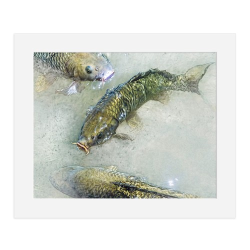 Wild carp lake - fine, art