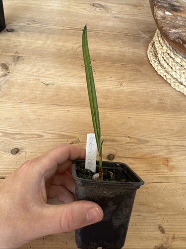 Butia odorata palm - butia,
