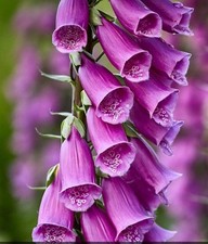 12 x Native Foxglove Digitalis