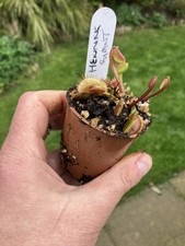 Venus Fly Trap, Dionaea