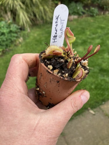 Venus fly trap - fly, trap,