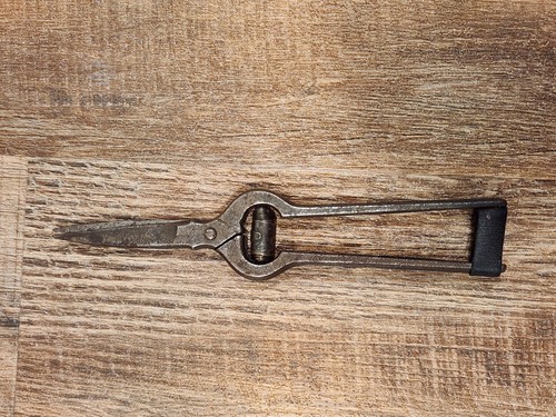 Antique grape thinning - 8,