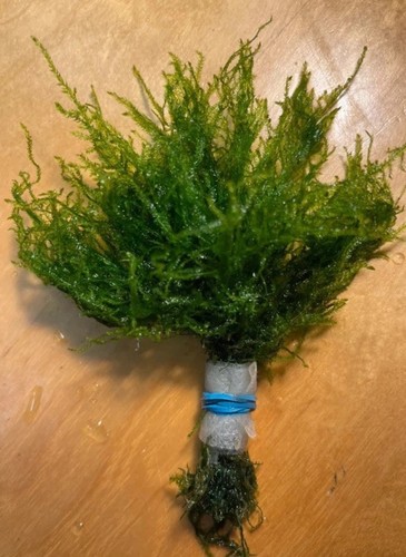 Java moss aquarium plant - aquarium, plant-