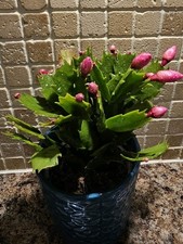 Christmas Cactus Pink Rooted