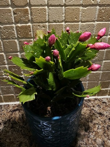 Christmas cactus pink rooted - christmas,