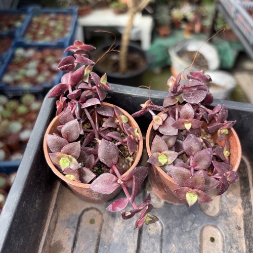 Crassula pellucida rubra - crassula, 2
