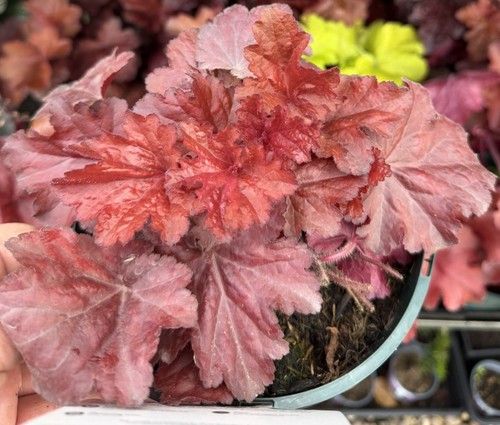 Heuchera forever red - forever, perennial