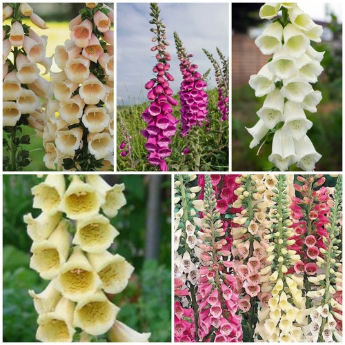Foxgloves various colours
