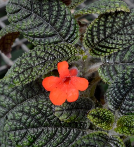Nautilocalyx erithranthus rare - nautilocalyx,