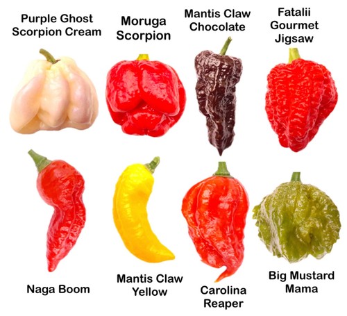 Worlds hottest chilli - hottest,