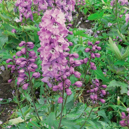 Delphinium magic fountains - magic,